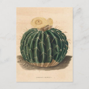 Cactus Botanical Illustration from 1841 Postcard
