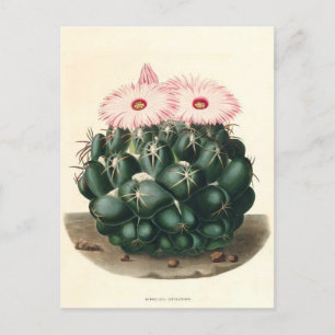 Cactus Botanical Illustration from 1841 Postcard