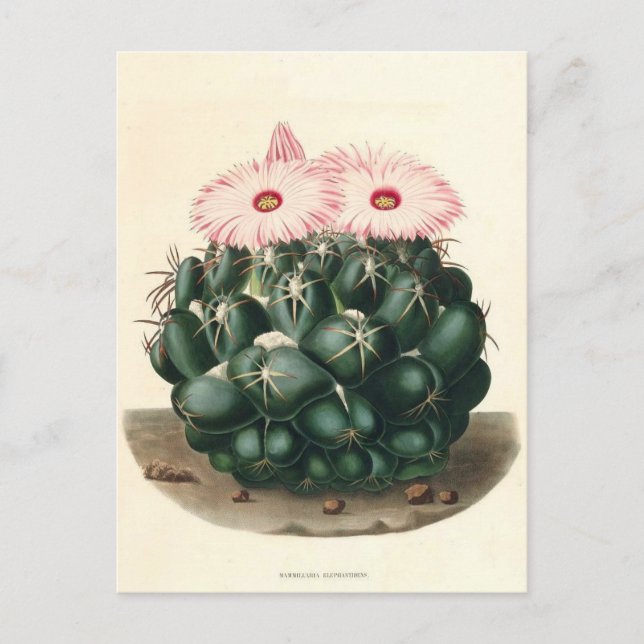 Cactus Botanical Illustration from 1841 Postcard (Front)