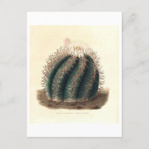 Cactus Botanical Illustration from 1841 Postcard