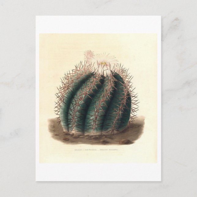 Cactus Botanical Illustration from 1841 Postcard (Front)