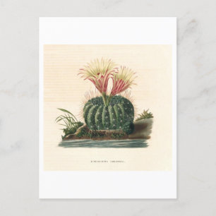 Cactus Botanical Illustration from 1841 Postcard