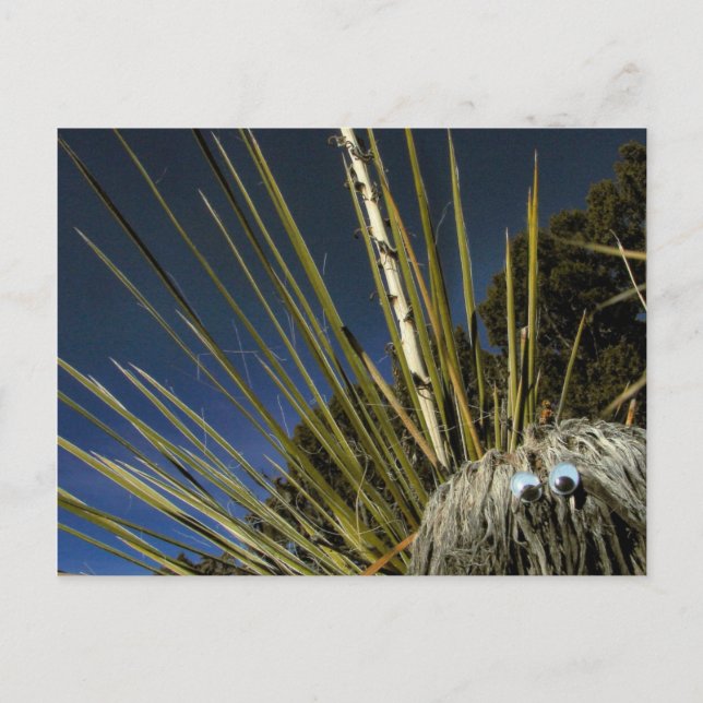 cactus buddy #1 postcard (Front)