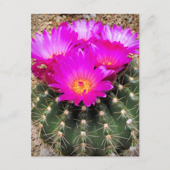 Cactus : Carte postale (Devant)
