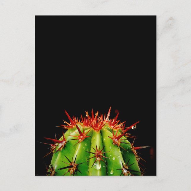 Cactus Ceramic Postcard (Front)