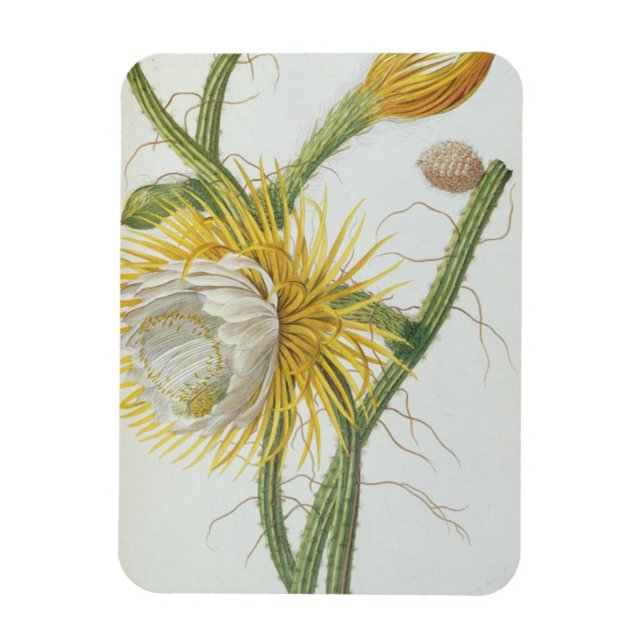 Cactus: Cereus, from Trew's 'Plantae Selectae' 175 Magnet (Vertical)