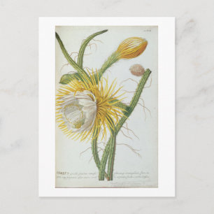 Cactus: Cereus, from Trew's 'Plantae Selectae' 175 Postcard