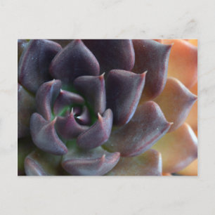 Cactus Close Up Postcard