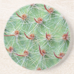 cactus coaster