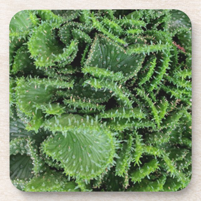 Cactus Coaster (Front)