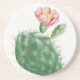 Cactus Cochenillifer, Antique Illustration, 1799  Coaster