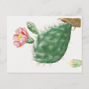 Cactus Cochenillifer, Antique Illustration, 1799  Postcard