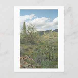 Cactus Colouring Arizona Desert Photo Postcard
