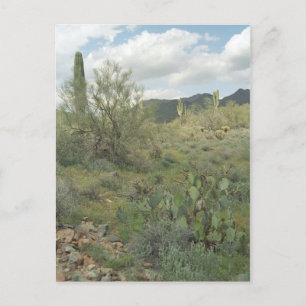 Cactus Colouring Arizona Desert Photo Postcard
