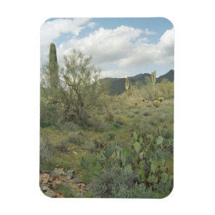 Cactus Colouring Decorative Desert Magnet