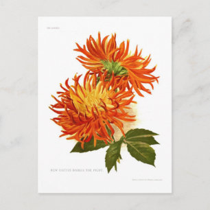 Cactus Dahlia Postcard