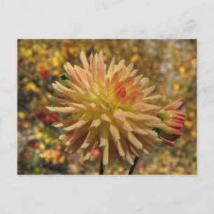 Cactus Dahlia Postcard