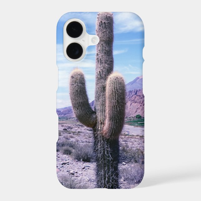 Cactus dans la province de Jujuy - Nord de l'Argen (Verso)