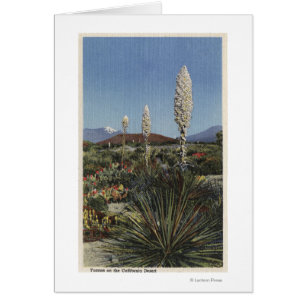 Cactus de CaliforniaYucca en fleur dans le désert