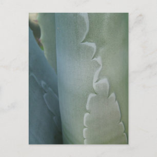 Cactus Detail Postcard