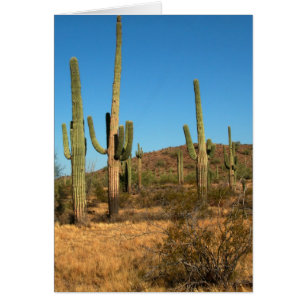 Cactus du Saguaro