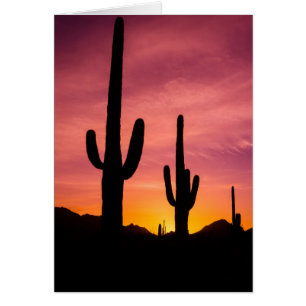 Cactus du Saguaro au lever du soleil, Arizona