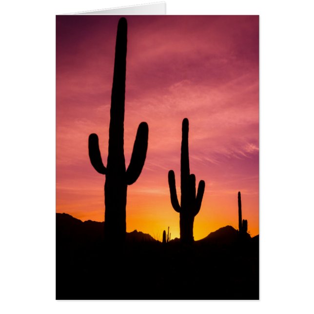 Cactus du Saguaro au lever du soleil, Arizona (Devant)
