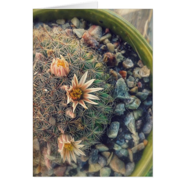 Cactus en fleurs (Devant)