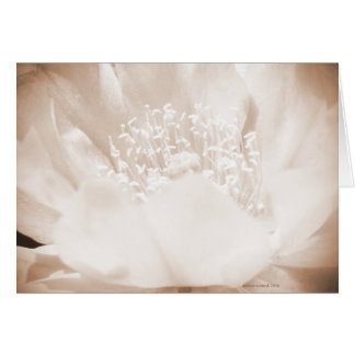 Cactus Flower
