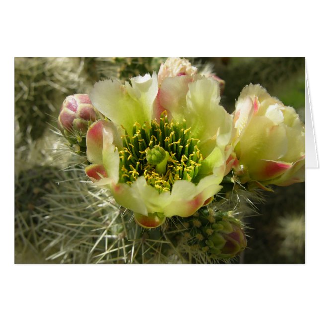 Cactus Flower (Front Horizontal)