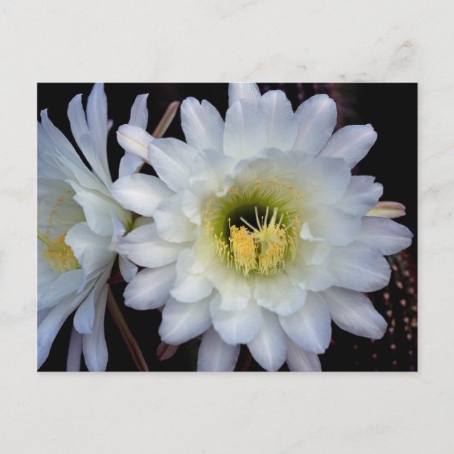 Cactus Flower 4355 Postcard (Front)