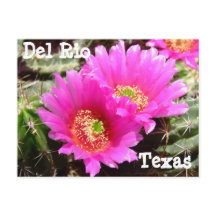Cactus flower Del Rio Texas Carte postale