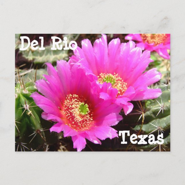 Cactus flower Del Rio Texas Carte postale (Devant)