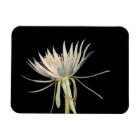 Cactus flower magnet