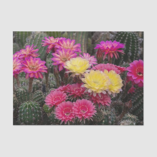 Cactus Flower Paint Tissue Paper (Front)