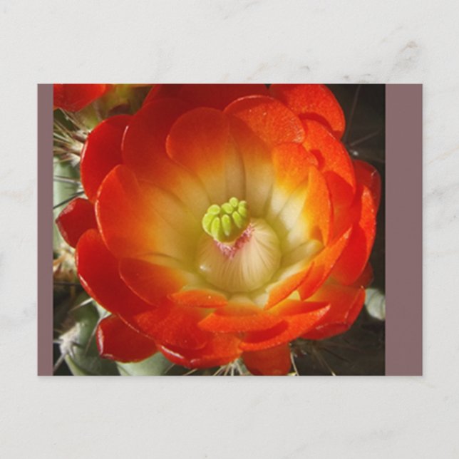 Cactus Flower Postcard (Front)