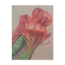 Cactus Flower Postcard