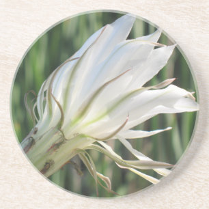 Cactus Flower Sandstone Coasters