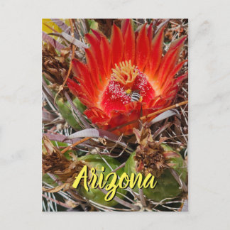 Cactus Flower with Bee, Arizona Postcard