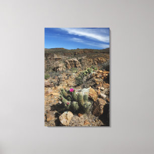 Cactus Flowering Canvas Print