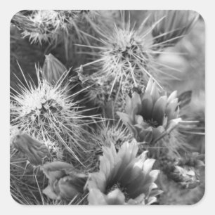 Cactus Flowers B&W Desert Custom Decal Stickers