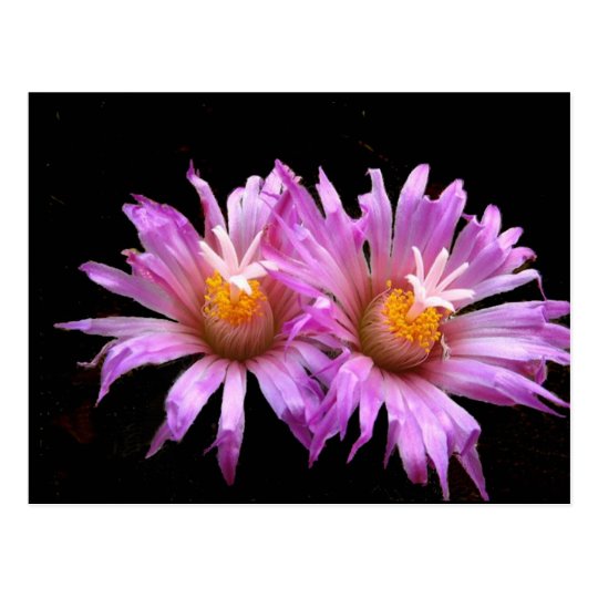 Cactus Flowers on Postcard