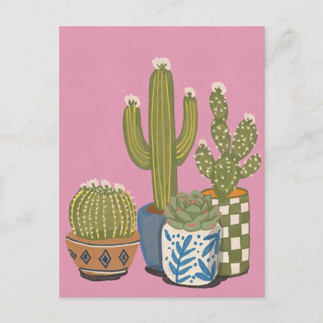 Cactus Flowers Pink Postcard (Front)