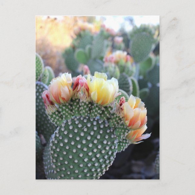 Cactus Flowers Yellow Pink Orange Blooms Postcard (Front)