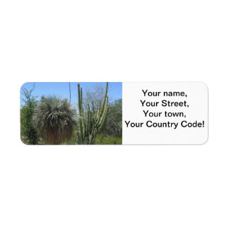 Cactus Garden