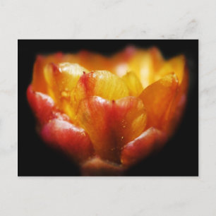 Cactus Glow Postcard