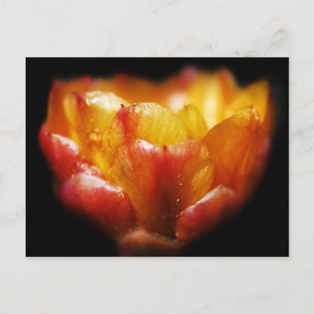 Cactus Glow Postcard (Front)