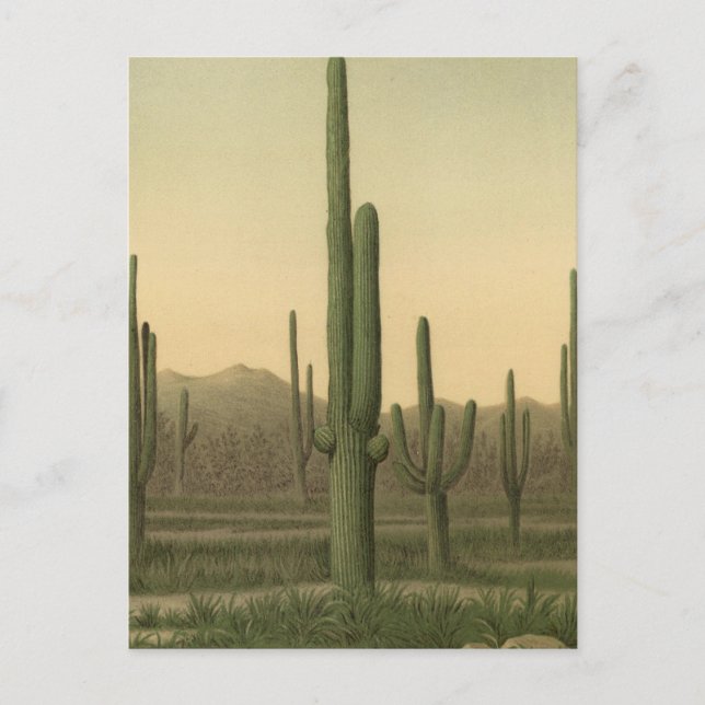 Cactus grove, Arizona Postcard (Front)