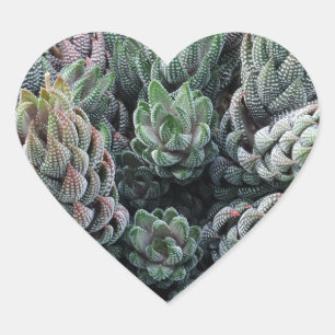 Cactus Heart Sticker