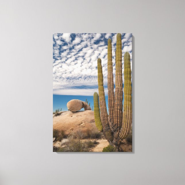 Cactus In Desert Scenic Canvas Print (Front)